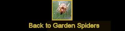 Click here to return to the Garden Spiders.