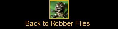 Click here to return to the Robber Flies