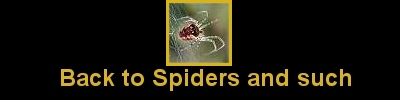 Click here to return to the Spiders Page