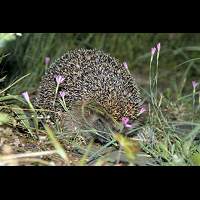 Foto van Erinaceus europaeus
