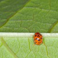24-spotted Lady Beetle
