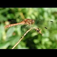 foto Sympetrum striolatum