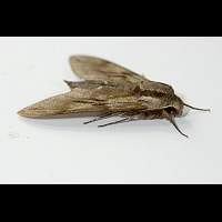 picture Sphinx pinastri