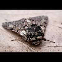 photograph of Biston strataria