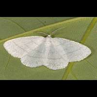photograph of Cabera pusaria