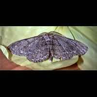 photograph of Hypomecis punctinalis