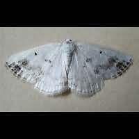 picture of Lomographa temerata