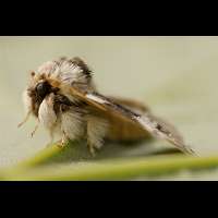 picture Marbled Brown