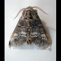 picture Drymonia ruficornis
