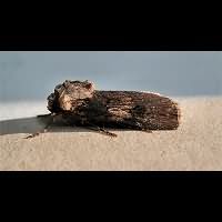 photograph of Agrotis puta female