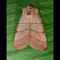 Photograph of Charanyca trigrammica