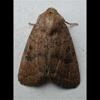 Photograph of Hoplodrina octogenaria