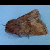 photograph of Middle-barred Minor