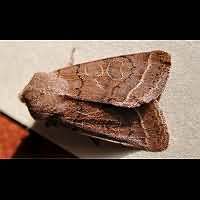 Photograph of Orthosia cerasi