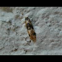 picture Cochylis nana