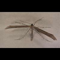 foto Stenoptilia pterodactyla