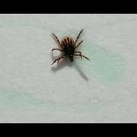 Tick larva