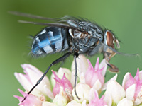 picture of Bluebottle, Calliphora vicina