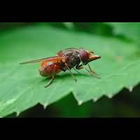 Rhingia campestris