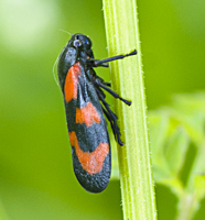 picture Red and Black Leaf Hopper