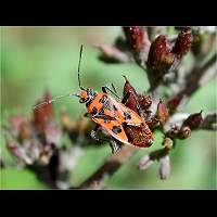 picture Corizus hyoscyami