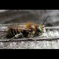 photograph Osmia caerulescens