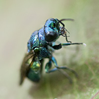 picture of Pseudomalus violaceus