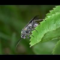 picture Dolerus sp